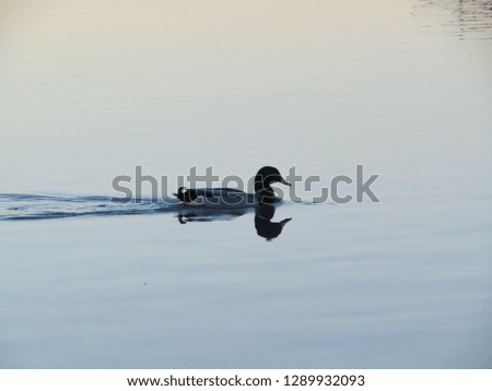 
duck to swim in the river