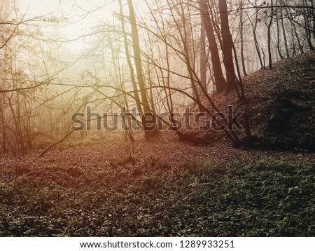 Fall sunset foliage concept. Autumn deserted park with falling leaves in cloudy weather autumn landscape. trees in fog. Road in the forest.