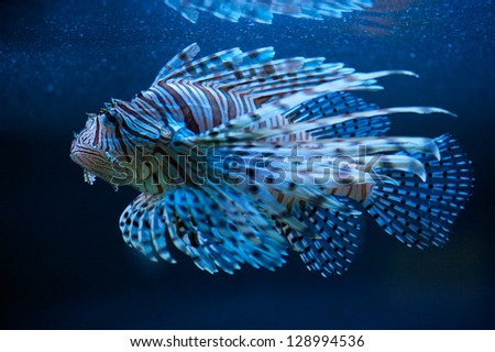 The blue lionfish in the sea aquarium