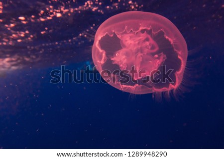 Underwater image of moon jellyfishes in the depth