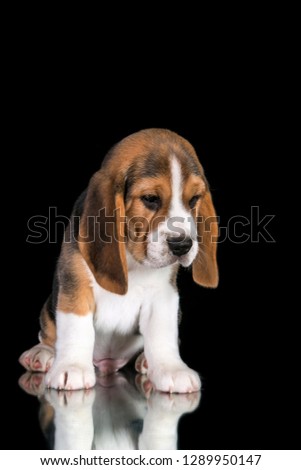 Beagle puppy posing on a black background in the Studio