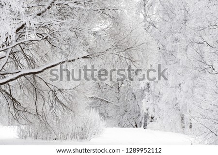 Snow and frost covered trees in winter landscape.