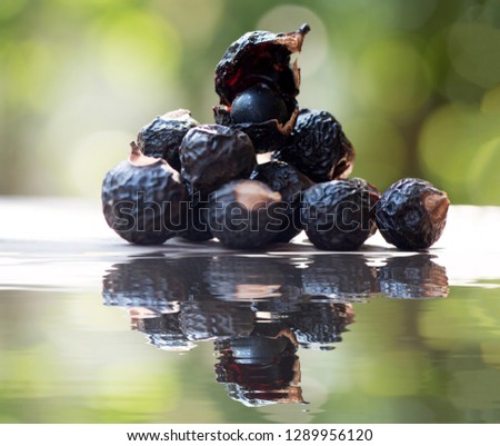 Soapberry Tree or Soap Nut Tree,dried fruits have medicinal property and on natural background.(reflection)