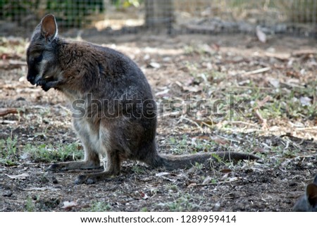 this is a side view of a  tammar wallaby