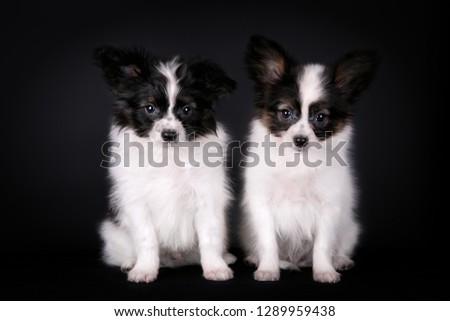 two Papillon puppies sitting on a black background in the Studio