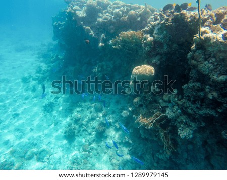 coral reef in eilat diving,and snorkeling under water reef and see animals, colorful fishes and coral in tropical water , under water landscape 
