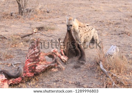 hyena eating dinner 
