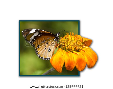 monarch Butterfly on a Mexican Sunflower,out of frame, isolated background