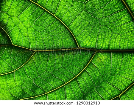 Amazing leaf texture backlit beautifully