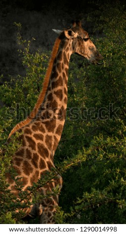 Giraffe bathed in golden light eat leaves in South Africa