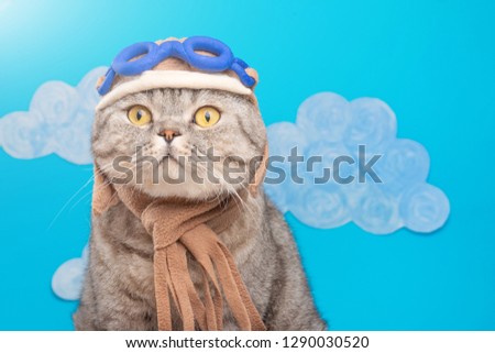 cat aviator pilot, Scottish Whiskas in mask and goggles pilot aircraft. Concept of the pilot, super cat, flying