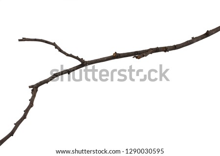Tree branch on white background.