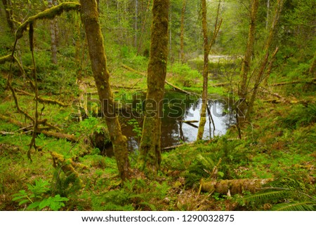 a picture of an exterior Pacific Northwest forest 