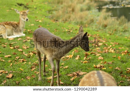 fallow deer in the grass in the Netherlands