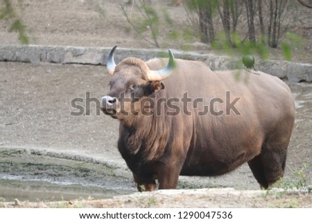Gaur - the Indian bison, an endangered species 