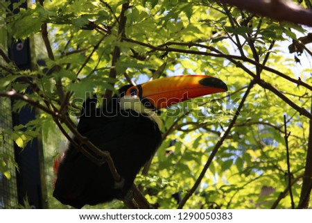 Colourful toucan resting in the trees