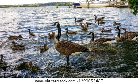 Ducks in Lake ,Alexandria USA