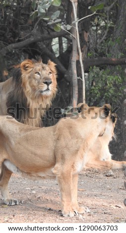 Lion and lioness in port-lite mode romantic photos, Amazing view of jungle king lion sitting with lioness with trees around in forest.