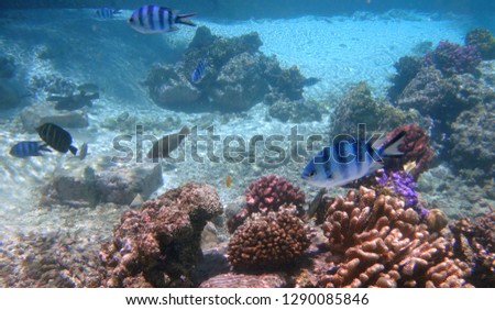 Underwater view of colorful tropical fish and coral reef in the Bora Bora lagoon, French Polynesia