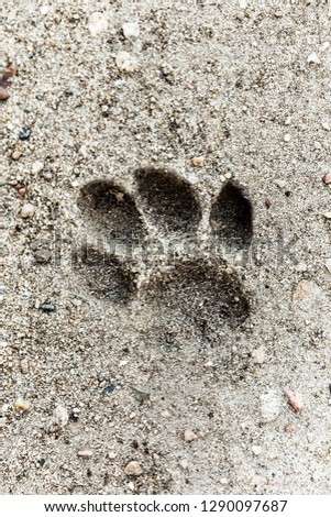 Little dog foot print in the sand, where the foot has dipped in and out leaving the perfect mark.