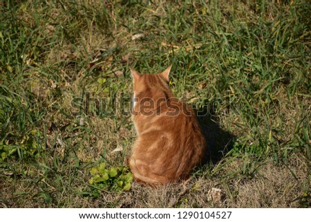 Orange tabby cat in the yard.