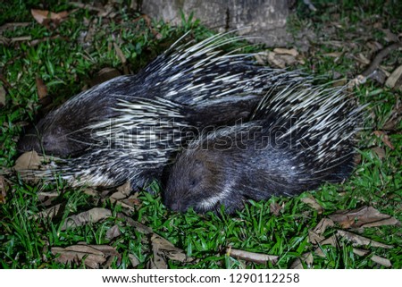 Wild animal Hedgehog porcupine in nature the national park forest Thailand