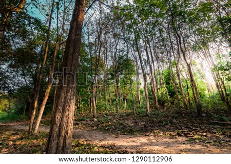 amazing beautiful place in forest with vintage tone for natural background
