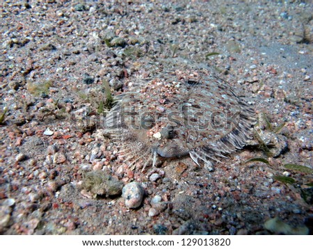 Panther Flounder (Bothus Pantherinus) on the sandy bottom