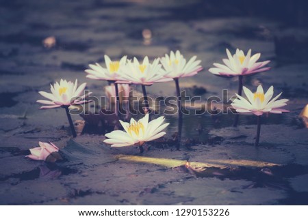 Beautiful Lotus flower with sunlight, water drop and reflect.