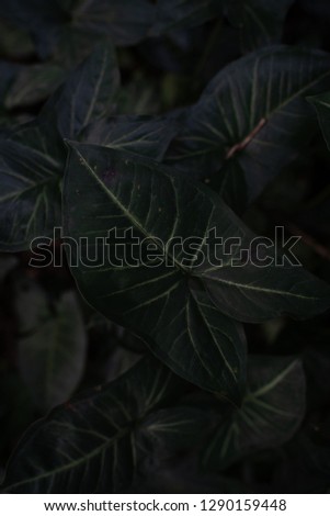 Large dark green leaves