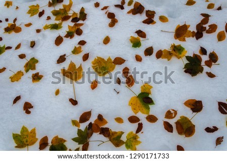 Autumn leaves after the early snow