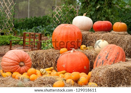 Pumpkins (Cucurbita moschata) picked and set in straw to cure prior to being placed in winter storage.