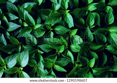 Green leaf texture background. Copy space. Royalty-Free Stock Photo #1290198607