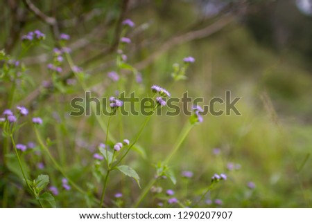 Blurred background flower image