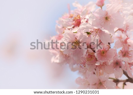 Close-up of Someiyoshino Cherry Blossom (Sakura) with blur background in spring. Royalty-Free Stock Photo #1290231031