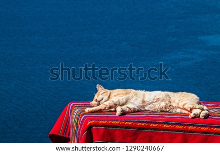 Stretched cat sleeping a nap on a table covered by a aguayo with lake titikaka background. 
