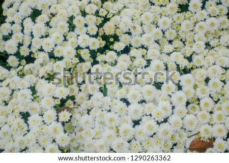 Beautiful flower decorated in garden