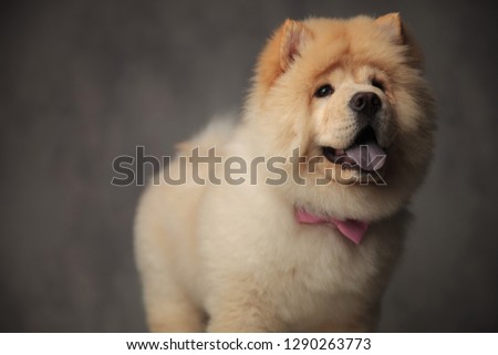 close up of gentleman chow chow looking up to side while standing on grey background and panting