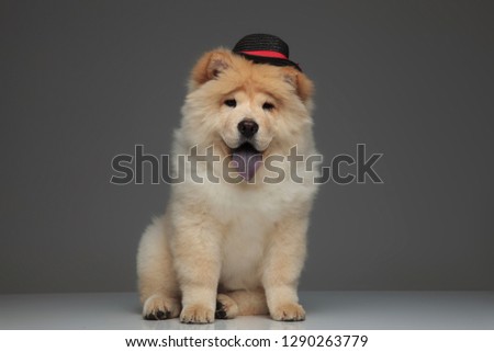 gentleman chow chow wearing black hat panting and sitting on grey background