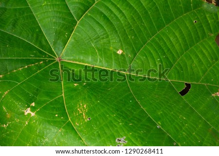 Torn green leaf pattern texture background, Close up & Macro shot, Selective focus, Abstract graphic design