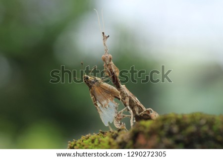 Ghost Mantis  hyllocrania paradoxa