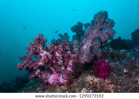 Reef scene. Colorful soft corals in blue water with sun ball. Owase, Mie, Japan