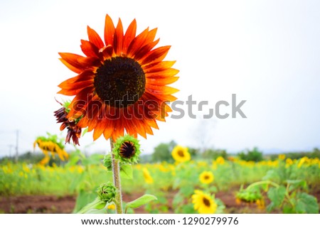 Red decorative yellow sunflower in a field with blurred the rainy sky background.
