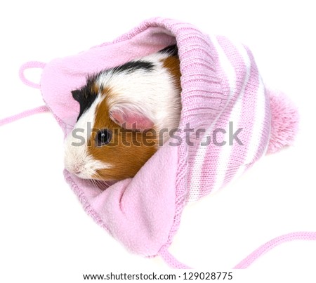 guinea pig in a pink cap isolated on a white background