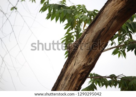 Tropical squirrel swinging from branch to branch