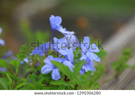 Purple flowers with green leaves