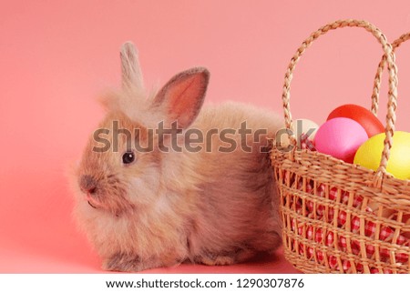          Little brown fluffy rabbit with colorful Easter eggs in basket on pink background, Spring season and Easter holiday symbol                   