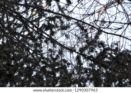 Spruce branches in winter season
