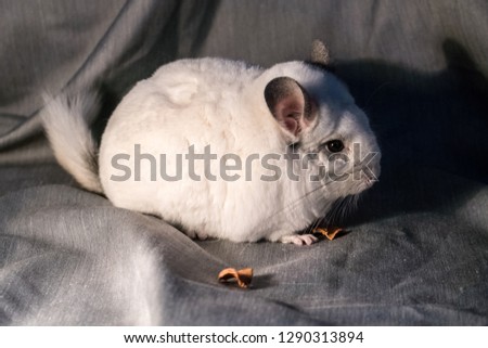 Chinchilla is a cute and pleasant small animal, in appearance very similar to a rabbit.