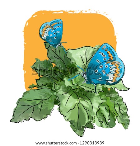 Blue butterflies on rhubarb leaves. Sketch with imitation of watercolor. Vector illustration